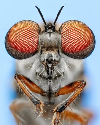 Cada inseto registrado é uma verdadeira obra-prima da natureza (Foto: Instagram/@bens_small_world)