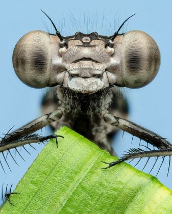 A fotografia macro permite observar a complexidade dos insetos (Foto: Instagram/@bens_small_world)