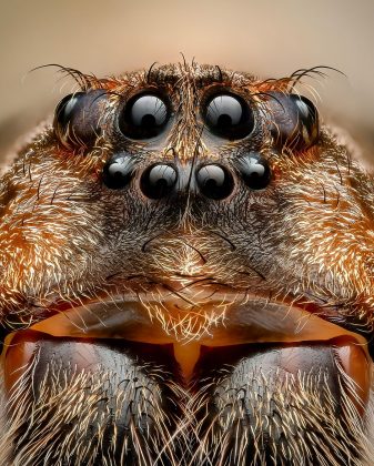 A aranha-pescadora-escura é outra criatura que ele capturou em detalhes (Foto: Instagram/@bens_small_world)