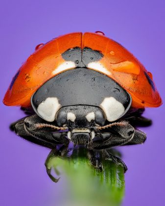 Cada foto oferece uma janela para um mundo minúsculo e fascinante (Foto: Instagram/@bens_small_world)