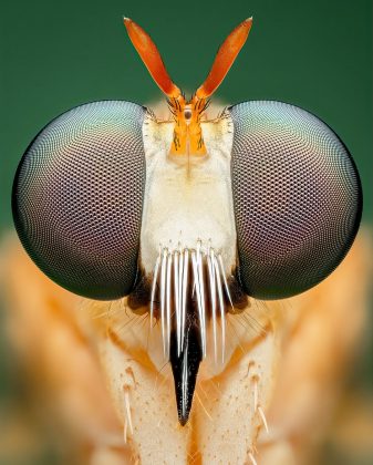 A observação de perto revela texturas, cores e estruturas incríveis (Foto: Instagram/@bens_small_world)