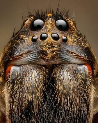 A fotografia macro revela a intricada beleza da natureza (Foto: Instagram/@bens_small_world)