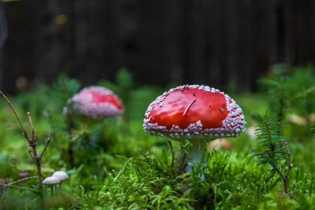 O Amanita muscaria é famoso no folclore e em mitos antigos devido aos seus efeitos alucinógenos. (Imagem: reprodução instagram)