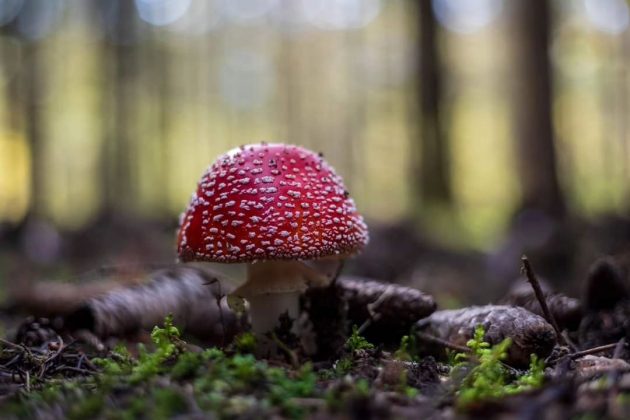 Apesar de sua aparência chamativa, o Amanita muscaria é venenoso e perigoso para a saúde. (Imagem: reprodução instagram)