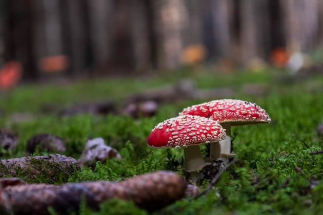 O Amanita muscaria é conhecido por seu chapéu vermelho com manchas brancas. (Imagem: reprodução instagram)