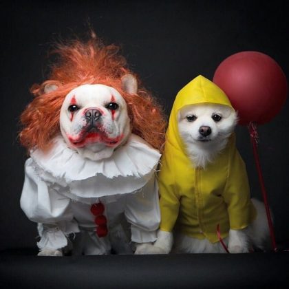 Cães se fantasiam para o concurso de Halloween em Nova York. (Imagem: instagram)