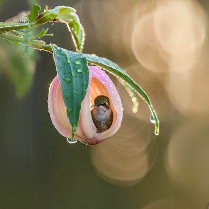 O coração de um beija-flor pode bater até 1.260 vezes por minuto durante o voo. (Imagem: reprodução Instagram)