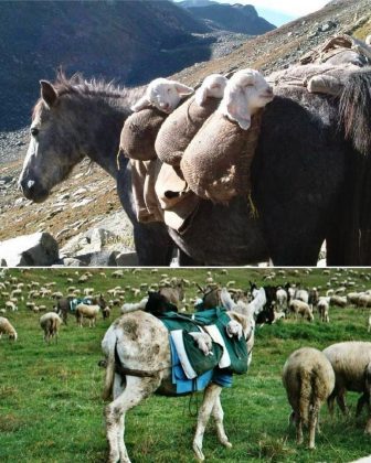 Burros treinados transportam cordeiros em mochilas adaptadas. (Imagem: reprodução Instagram)