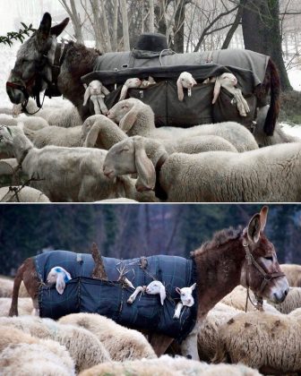 A tradição dos "mule nannies" ajuda a proteger as crias das ovelhas. (Imagem: reprodução Instagram)