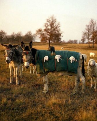 Nas regiões montanhosas da Itália, os “mule nannies” têm uma função essencial no pastoreio. (Imagem: reprodução Instagram)