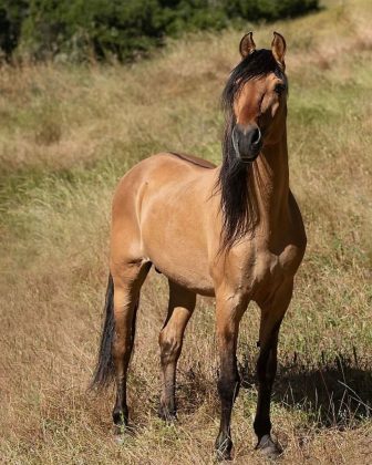 Spirit, o garanhão da raça Kiger Mustang. (Imagem: reprodução instagram)