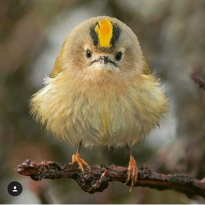 Dedica-se à caça de insetos e pequenos invertebrados. (Imagem: reprodução Instagram)