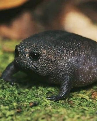 Ele cava túneis em busca de umidade e segurança no solo. (Imagem: reprodução Instagram)