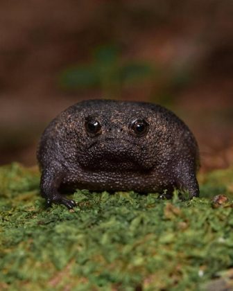 O Sapo Preto da Chuva prefere viver sozinho, em cavidades escavadas. (Imagem: reprodução Instagram)