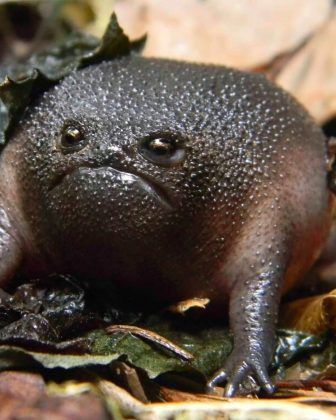 O Sapo Preto da Chuva vive em altitudes de até 3.300 pés na África. (Imagem: reprodução Instagram)