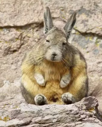 O viscacha é parente da chinchila e vive nas regiões montanhosas da América do Sul. (Imagem: reprodução instagram)