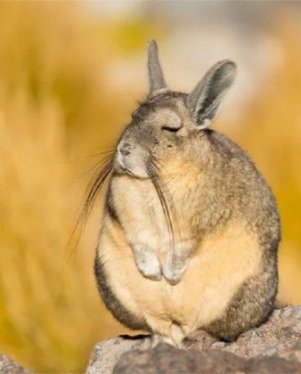 Esse animal se tornou um verdadeiro meme da natureza. (Imagem: reprodução instagram)