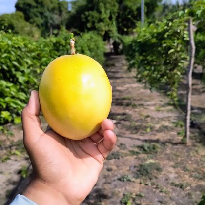 Produzido no Paraná, o Passionata se classificou entre os 10 melhores queijos do mundo. (Imagem: reprodução Instagram)