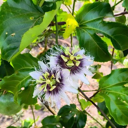 A casca do queijo é enfeitada com sementes na parte superior e flores na base. (Imagem: reprodução Instagram)