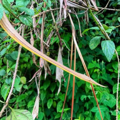 A Langaha madagascariensis é uma cobra-nariz-de-folha exclusiva de Madagascar. (Imagem: reprodução Instagram)