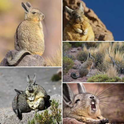 O viscacha é um roedor com uma aparência que transmite cansaço e tristeza. (Imagem: reprodução instagram)