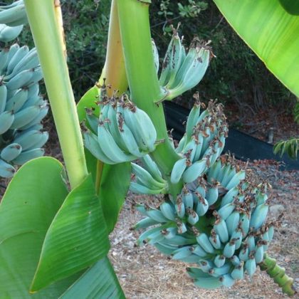 Essa fruta ainda é pouco conhecida no Brasil (Imagem: reprodução Instagram)