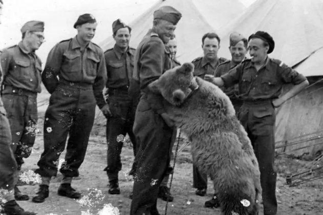 A curiosa história do urso que lutou contra nazistas na Segunda Guerra Mundial (Foto: The Polish Institute and Sikorski Museum)