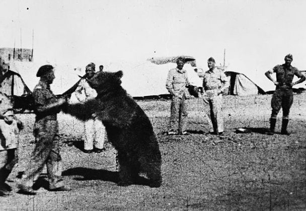 O urso viajou com os soldados do Oriente Médio até a Itália, onde impressionou os aliados ao carregar projéteis de artilharia durante a Batalha de Monte Cassino (Foto: Reprodução/Wikimedia Commons)