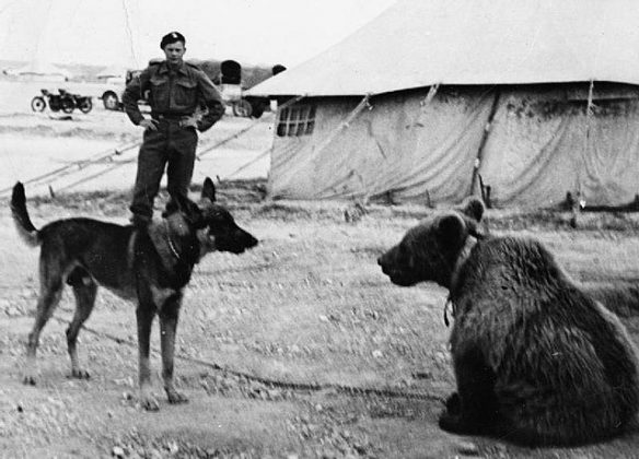 Após a guerra, Wojtek viveu em Berwickshire, na Escócia, e depois no Zoológico de Edimburgo, onde morreu em 1963 (Foto: Reprodução/Wikimedia Commons)