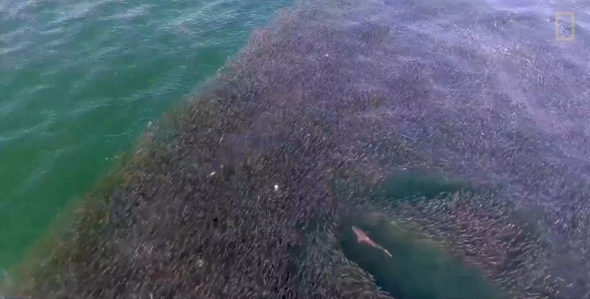 Drones capturaram imagens de tubarões nadando em um cardume de peixes (Foto: Reprodução/Tovi Sonnenberg)