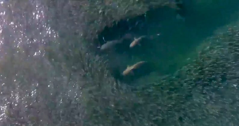 Imagens impressionantes mostram tubarões nadando em meio a um enorme cardume de peixes (Foto: Reprodução/Tovi Sonnenberg)