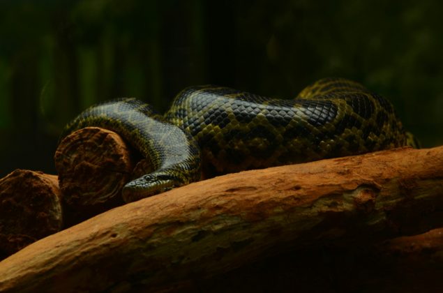 A cobra foi encontrada dentro da tubulação que leva até a Estação de Tratamento (ETA) (Foto: Pexels)