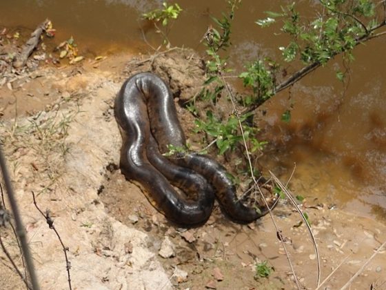 Cobra de 4 metros entra pelo cano e deixa cidade em São Paulo sem água (Foto: Carlos Ruiz/Wikimedia Commons)