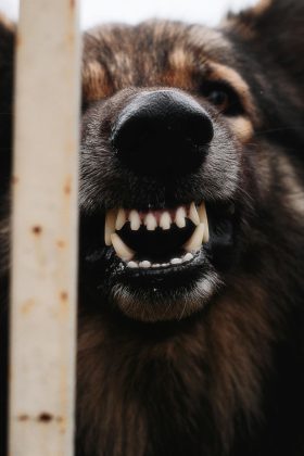 Uma menina de 10 anos morreu no Reino Unido após ser atacada pelo cachorro de sua família (Foto: Pexels)