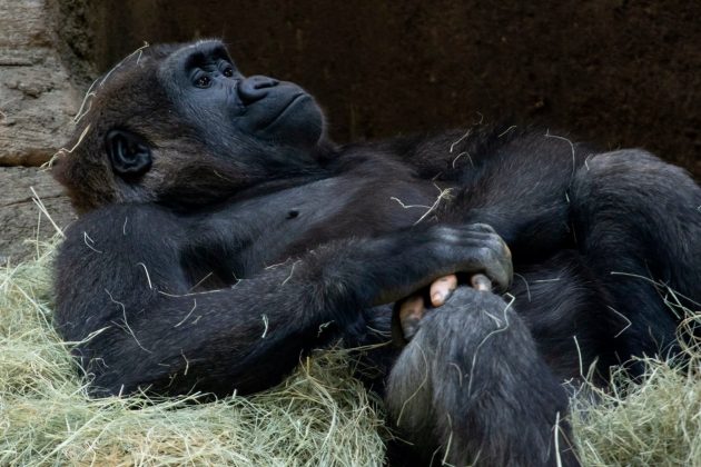 A ausência de pigmentação faz com que seus dedos se assemelhem aos dos humanos, com uma tonalidade rosada que se destaca (Foto: Zoo Atlanta)