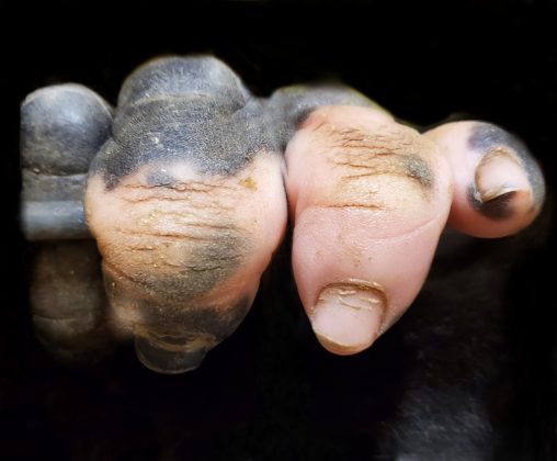 Anaka, uma gorila nascida em 30 de agosto de 2013, se destaca no Zoológico de Atlanta por sua falta de pigmentação em uma das mãos (Foto: Zoo Atlanta)