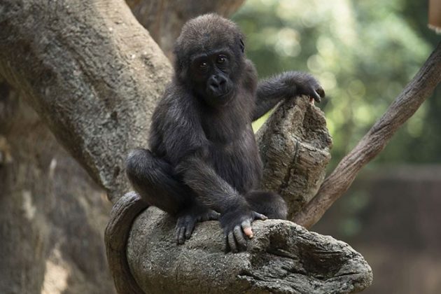 Os cuidadores do zoológico afirmam que essa característica sempre esteve presente em Anaka (Foto: Zoo Atlanta)