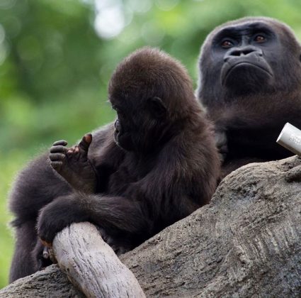 Anaka é a 22ª gorila nascida na Floresta Tropical Africana de Ford e neta do lendário Willie B., um ícone entre os gorilas (Foto: Zoo Atlanta)