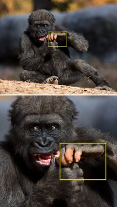 Além disso, as unhas e digitais presentes nas mãos e pés dos gorilas acentuam ainda mais essa semelhança (Foto: Zoo Atlanta)