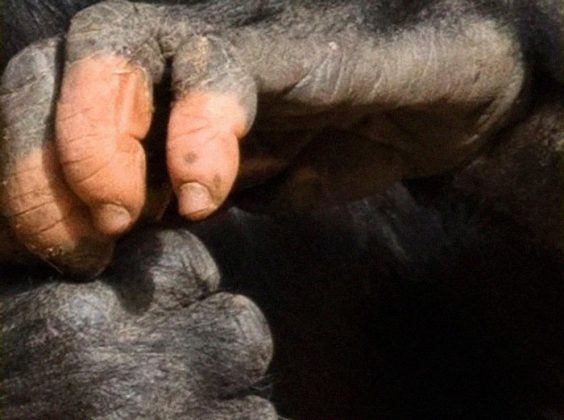 Assim, muitos visitantes do Zoológico de Atlanta, na Geórgia, ficam fascinados por sua aparência única (Foto: Zoo Atlanta)