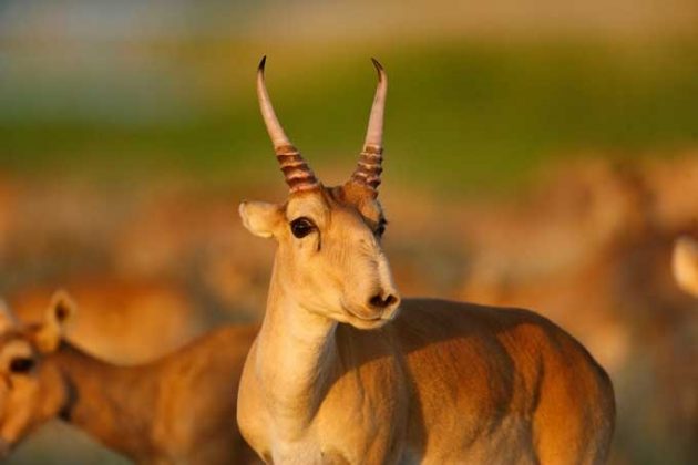 Saiga: Este antílope em perigo de extinção possui um nariz grande e peculiar, que ajuda a filtrar a poeira e a regular a temperatura do corpo (Foto: P. Romanov)