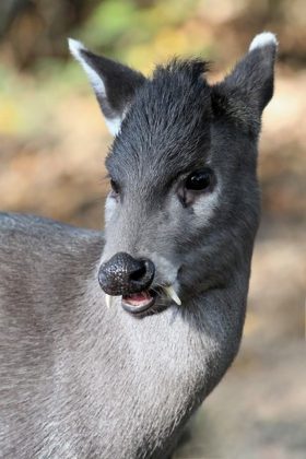 Cervo-de-topete: Uma espécie de cervo pequena, com um tufo de cabelo na cabeça e presas impressionantes, que lembram os dentes de vampiro (Foto: ReproduçãoWikimedia Commons)