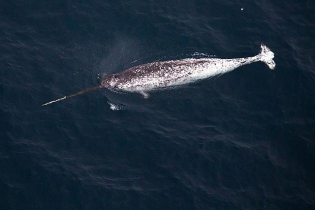 Narval: Conhecido como o "unicórnio do mar", essa baleia possui um longo dente espiral que se projeta de sua cabeça, assemelhando-se a um chifre (Foto: ReproduçãoWikimedia Commons)