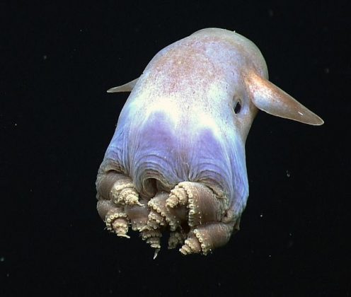 Polvo-dumbo: Um polvo de profundidade que tem nadadeiras semelhantes a orelhas, lembrando o personagem Dumbo da Disney, encontrado em grandes profundezas do oceano (Foto: NOAA Okeanos Explorer/Wikimedia Commons)