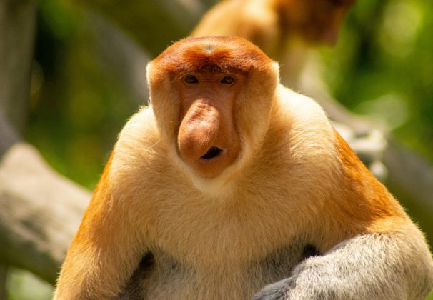 Macaco-narigudo: Reconhecido pelo seu grande nariz bulboso, este macaco é nativo das florestas de mangue de Bornéu (Foto: Pexels)