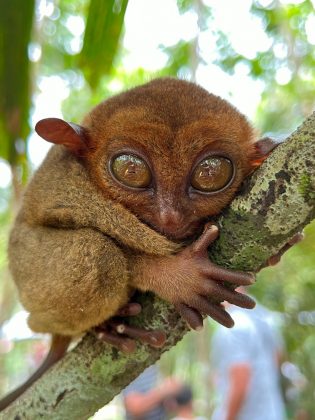 Tarsiidae (Tarsier): Um pequeno primata noturno com olhos enormes, famoso por sua habilidade de saltar entre as árvores com agilidade impressionante (Foto: Pexels)