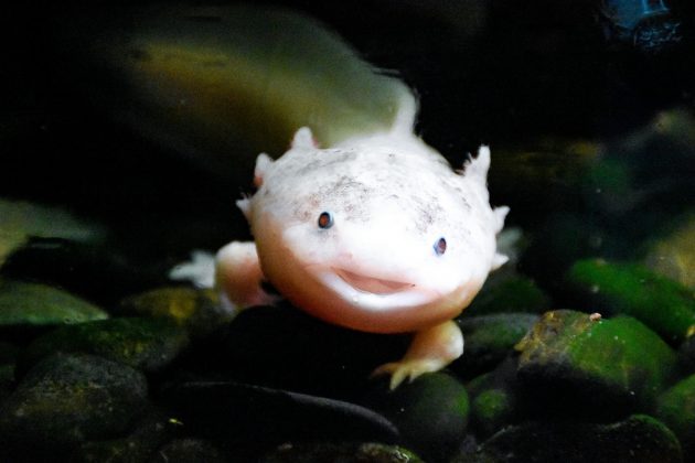 Axolote: Uma salamandra fascinante que permanece em sua fase juvenil por toda a vida, apresentando guelras franjadas e um sorriso permanente (Foto: Pexels)