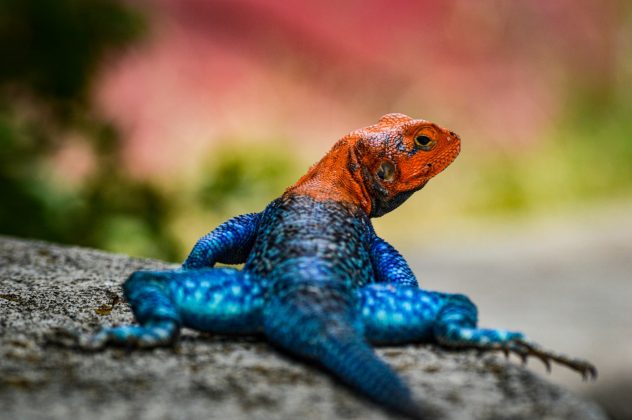 Agama-de-Cabeça-Vermelha: Um lagarto africano incrivelmente colorido, muitas vezes com cabeças vibrantes em tons de vermelho ou azul (Foto: Pexels)