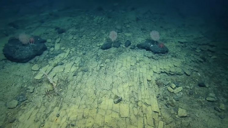 A formação foi avistada na crista Liliʻuokalani, ao norte do Havaí, dentro do Monumento Nacional Marinho Papahānaumokuākea (PMNM), uma das maiores áreas de preservação marinha do mundo (Foto: The Ocean Exploration Trust/E/V/Nautilus/Reprodução/YouTube)