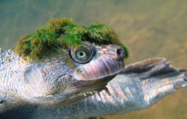 A tartaruga Mary River (Elusor macrurus), uma espécie australiana rara e ameaçada, chama a atenção por suas características únicas (Foto: Chris Van Wyk/Reprodução/Discovery Canadá)